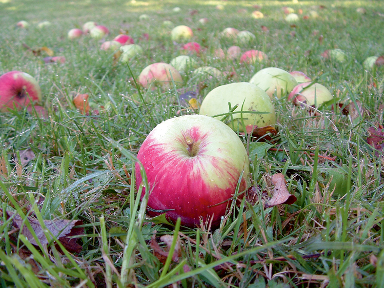 Rudens laiks.