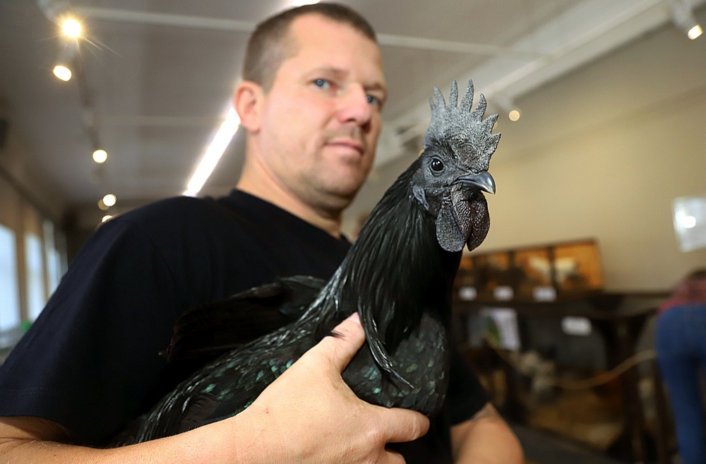 Putnkopis Jānis Spurķis uz izstādi Dabas muzejā atvedis retumu – melno vistu 'Ayam Cemani'. Viņš zina stāstīt, ka šķirnes izcelsme ir Indonēzija, bet unikālais krāsojums – ģenētiska mutācija.