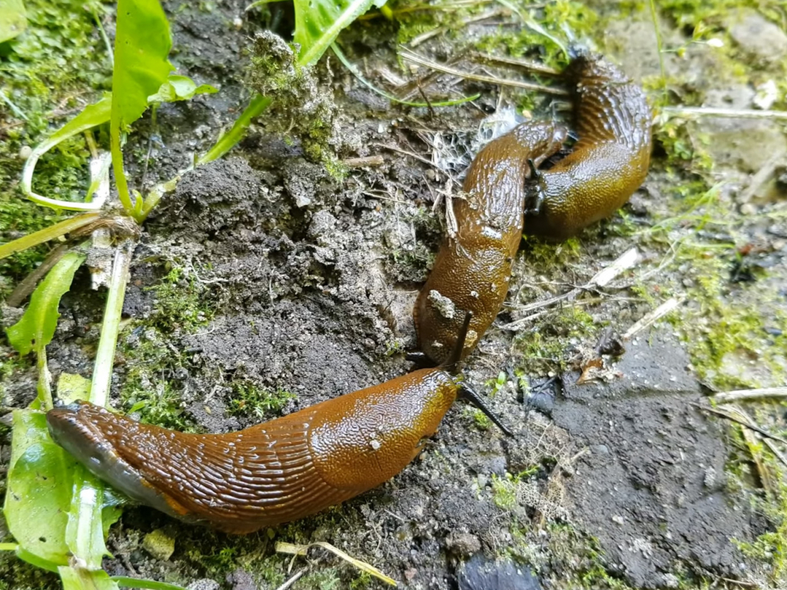 Spānijas kailgliemeži (Arion lusitanicus).