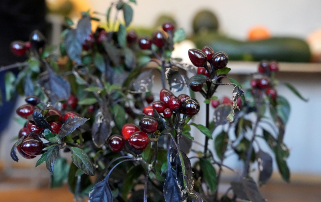 Izstāde "Ķirbjaugi un paprika 2024" Latvijas Dabas muzejā.