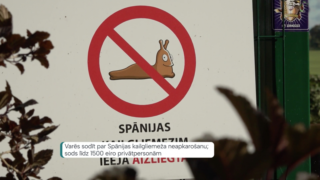 Kaitēkļa iekļaušana invazīvo sugu sarakstā dos pašvaldībām juridisku pamatu pieprasīt cīnīties ar šo kaitēkli un sodīt tos, kas to nedara. 