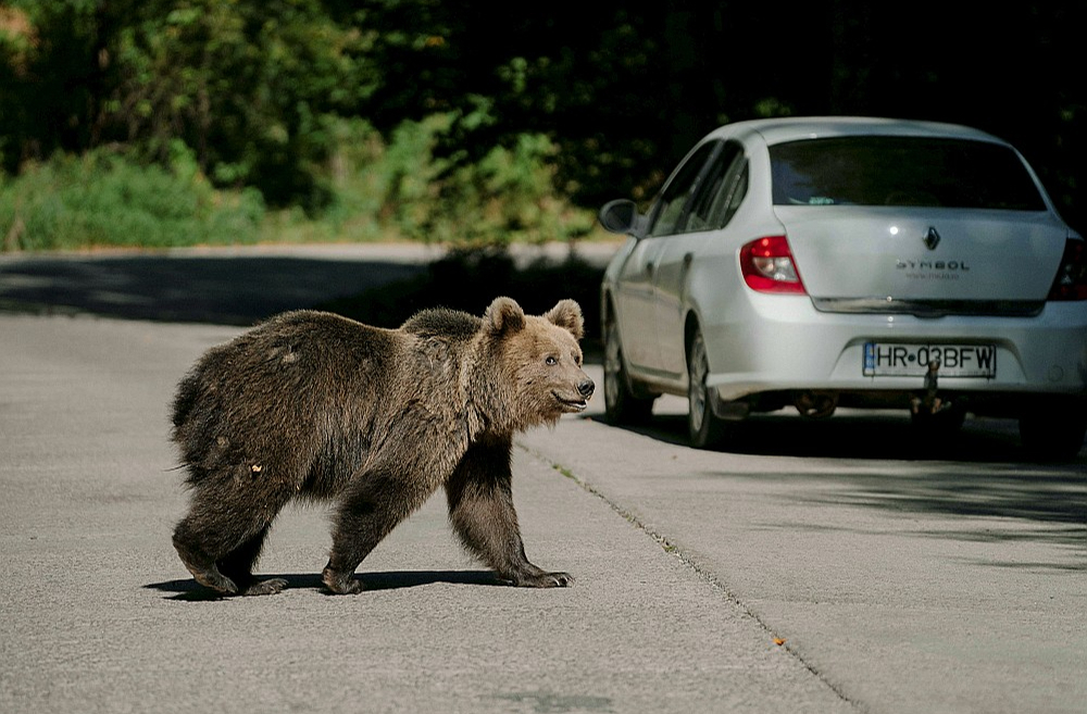 Brūnais lācis uz autoceļa Rumānijā no garāmbraucošām automašīnām diedelē pārtiku. Rumānijā mīt lielākā brūno lāču populācija Eiropā ārpus Krievijas, proti, 8000 lāču. Pilsētām plešoties plašumā un cilvēkiem arvien vairāk pietuvojoties lāču apdzīvotajām teritorijām, sadursmes ar šiem dzīvniekiem notiek arvien biežāk. Meklējot pārtiku, lāči ir vairākkārt uzbrukuši kalnos kāpējiem, ielauzušies fermās un izdemolējuši atkritumu tvertnes pilsētās. Šovasar Rumānijas Karpatu kalnos lācis uzbrucis un nogalinājis 19 gadus vecu sievieti, kas bija devusies pastaigā pa kalniem. Pēdējo 20 gadu laikā Rumānijā lāču uzbrukumos dzīvību zaudējuši 26 cilvēki, smagi ievainoti 274. Šā gada jūlijā Rumānijas parlaments nolēma dot atļauju šogad valstī nomedīt 481 lāci. Pērn šis skaitlis bija 220.