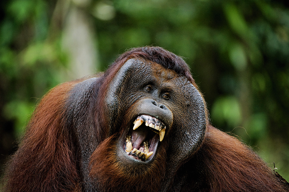 Borneo orangutans Pongo pygmaeus wurmbii.
