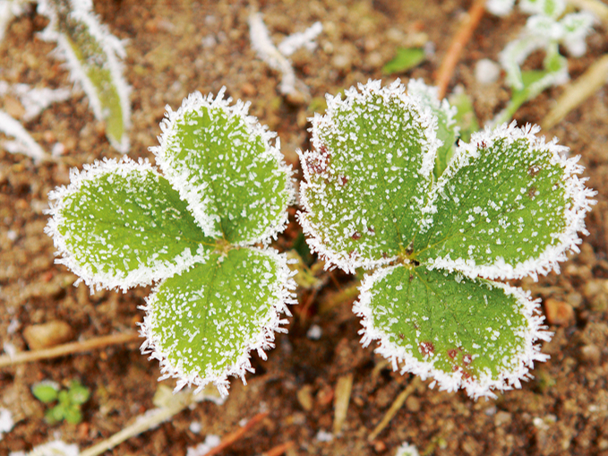 Zemenes stāds.