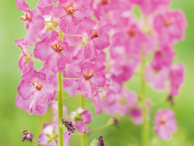 Violetais deviņvīruspēks.