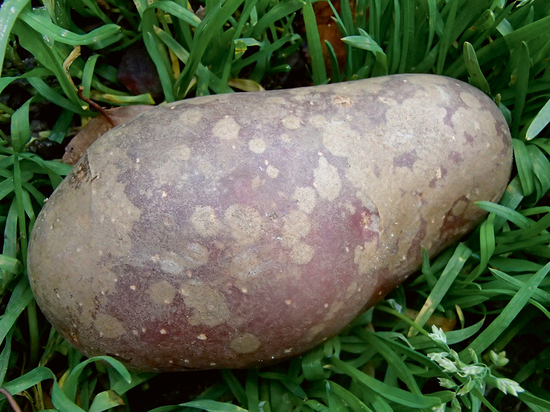 Sudrabainais kraupis.