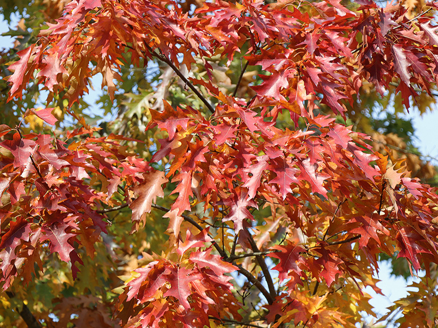 Rudens.