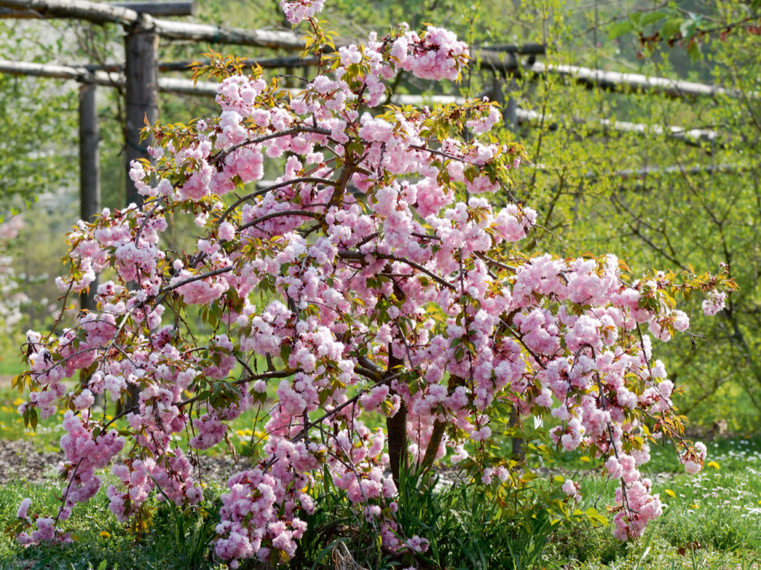 ‘Kiku-shidare-zakura’