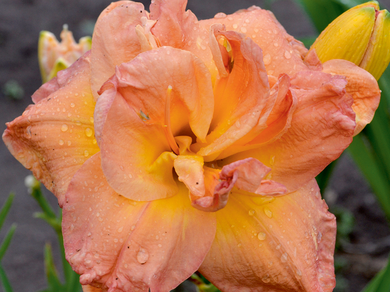 Dienziede 'Frances Joiner'