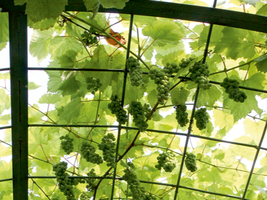 Ar vīnkoku apaudzēta pergola.