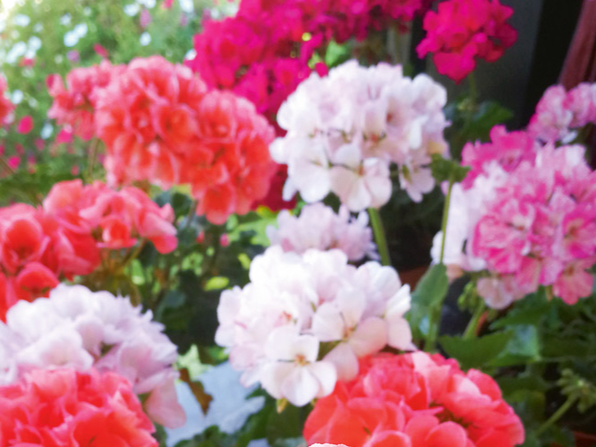 Vislabāk ziemu pārlaiž parastās jeb stāvās pelargonijas.
