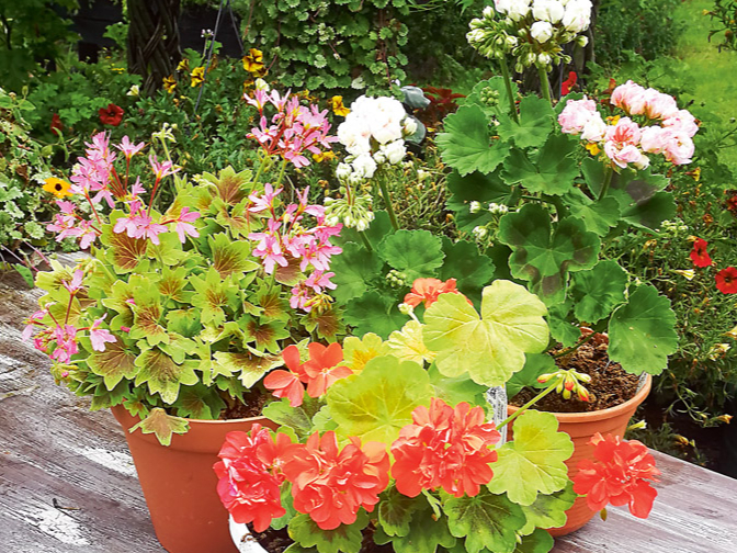 Noteikti vērts pārziemināt pelargonijas, un to var samērā viegli izdarīt, īpaši parastās jeb stāvās pelargonijas.
