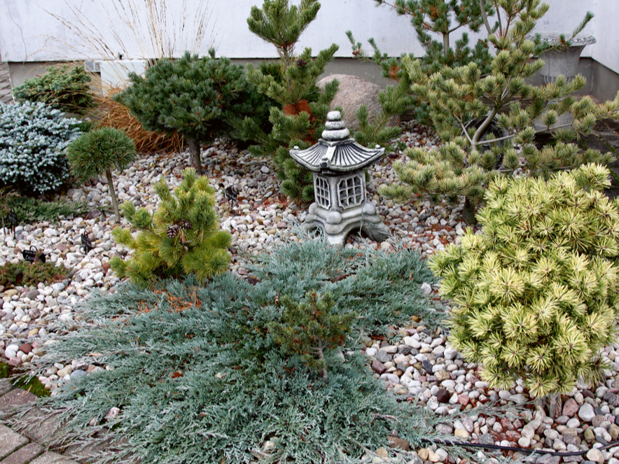 Skujkoki nav tikai liela dārza priekšrocība, jo ir radīts daudz skaistu pundurformas šķirņu arī mazajiem dārziem.