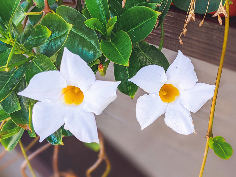 Mandevilla laxa rudenī nomet lapas, un to iespējams pārziemināt pagrabā. 