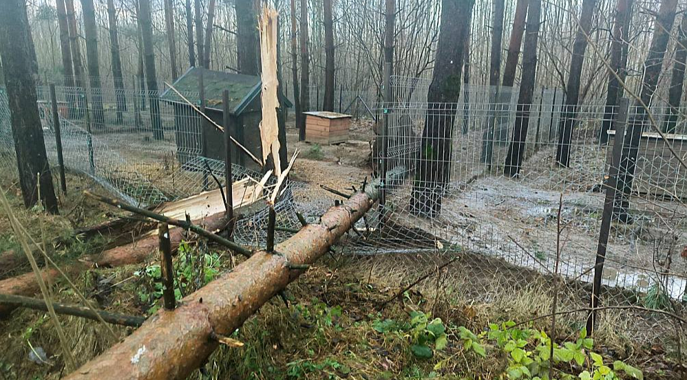 Kritušie koki un vējš sabojājuši "Ķepu-ķepā" voljērus.