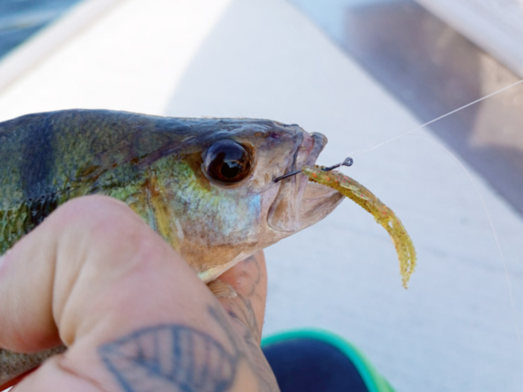 Hogy Shrimp taustekļi asari burtiski nobur.