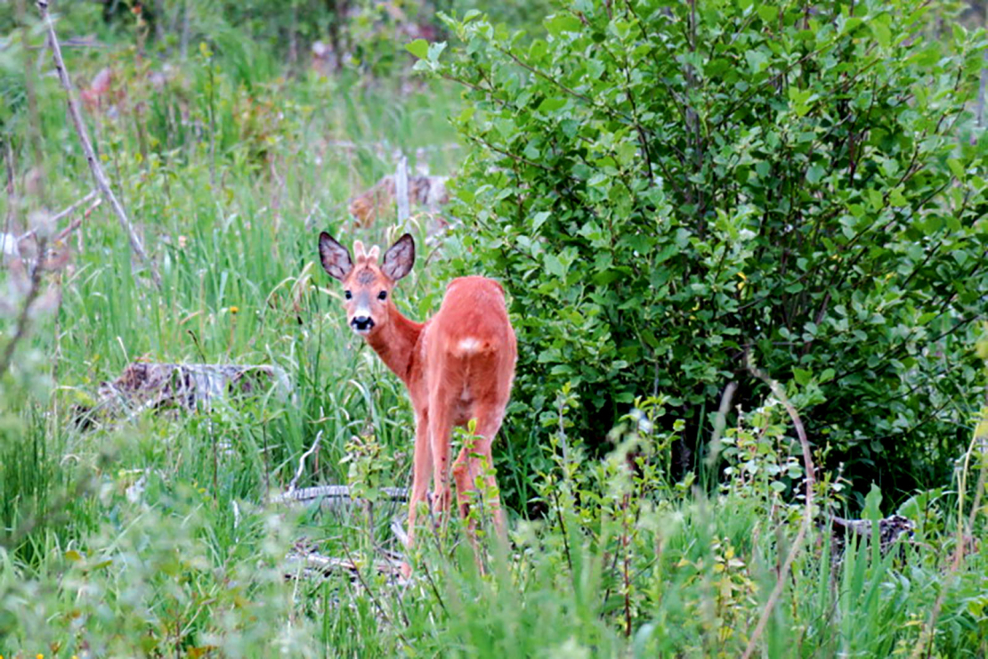 Stirnāzīši ar ļoti sliktiem ragiem – tā ir ģenētika vai parazītu vaina?
