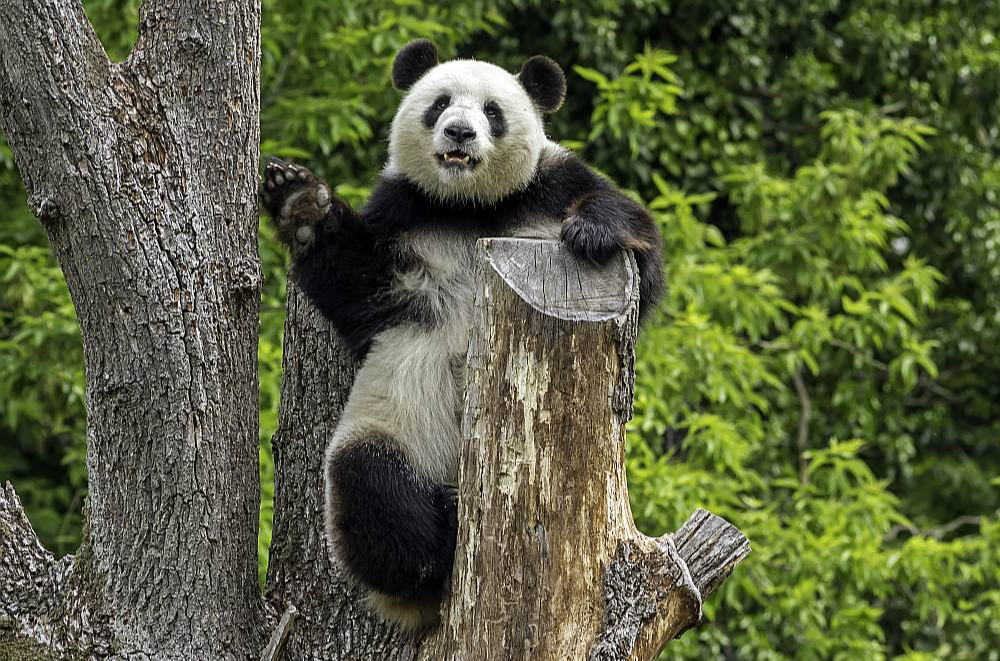 Droši, ka fotogrāfi zina, kurās stundās jānāk raudzīt pandas, lai tās būtu jautras un kustīgas.