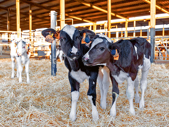 'SenseHub® Dairy Youngstock' krotālijas, kas izstādē saņēma vienu no sudraba medaļām..