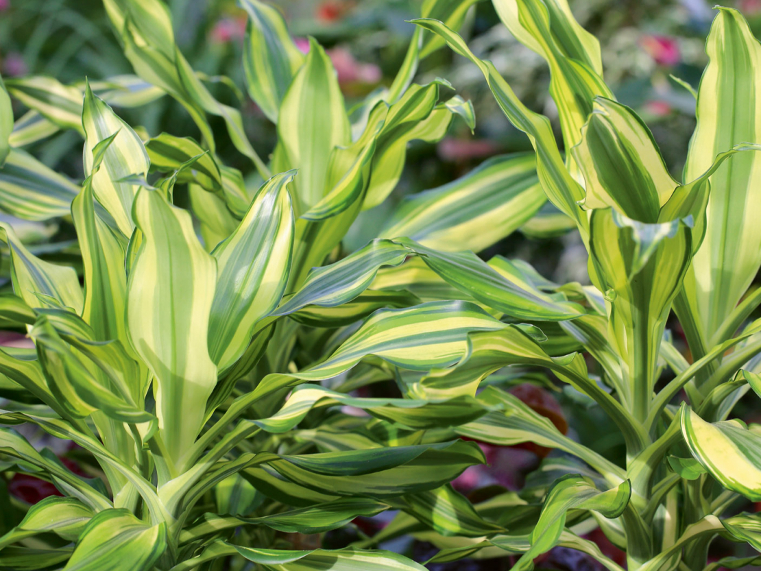 Dracēna izstaro pozitīvu enerģiju un palīdz veidot labas attiecības.