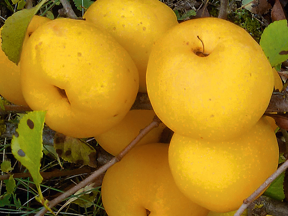 Cidonijas 'Darius'.