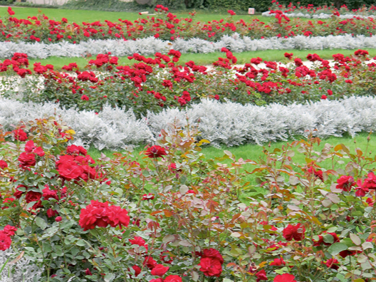 Sudrablapu krustaines stādījumos lieliski sader ar rozēm..