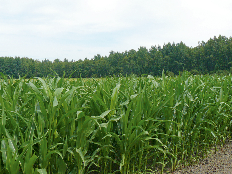 Kukurūzas lauks.