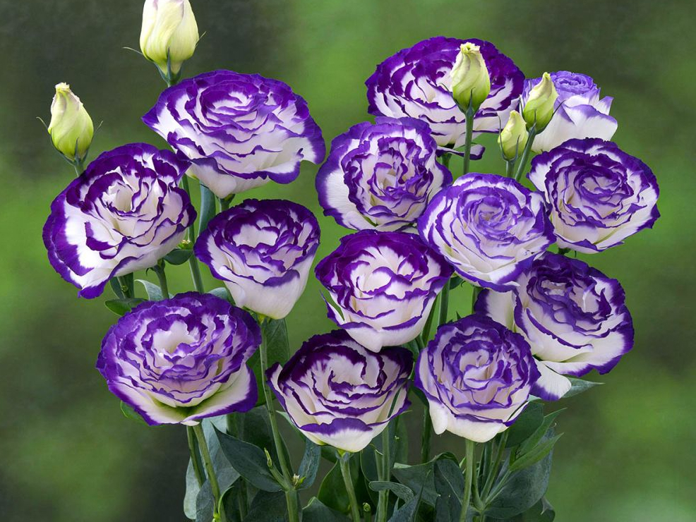 Lizantes 'Arena Purple Piccote'.