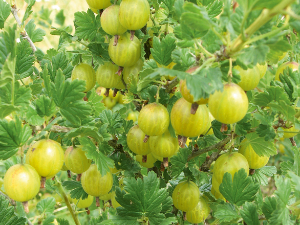 Ērkšķogas.