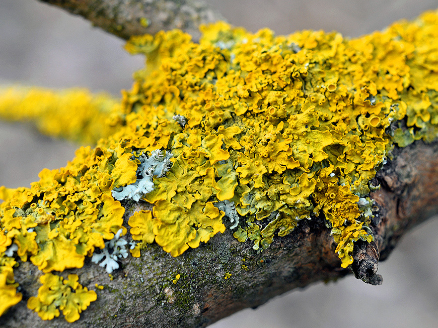 Visā pasaulē uz kokiem plaši izplatīts ir dzeltenais ķērpis (Xanthoria parietina).