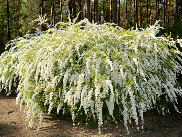 Spireja 'Grefsheim'.