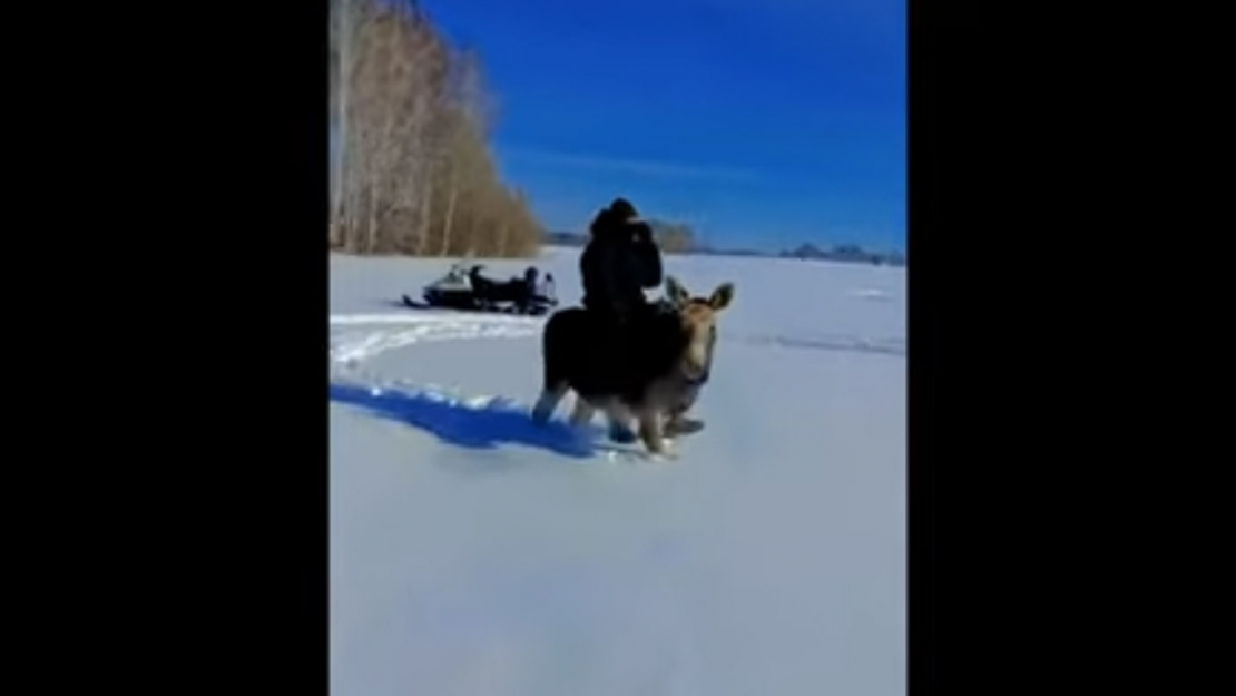Vīrieši nežēlīgi tiranizē aļņu teļu.