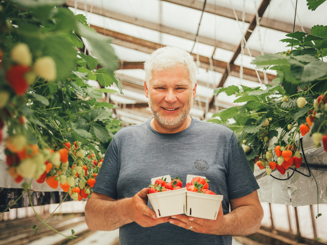 "Augusta zemenes" agronoms Guntars Dzērve.