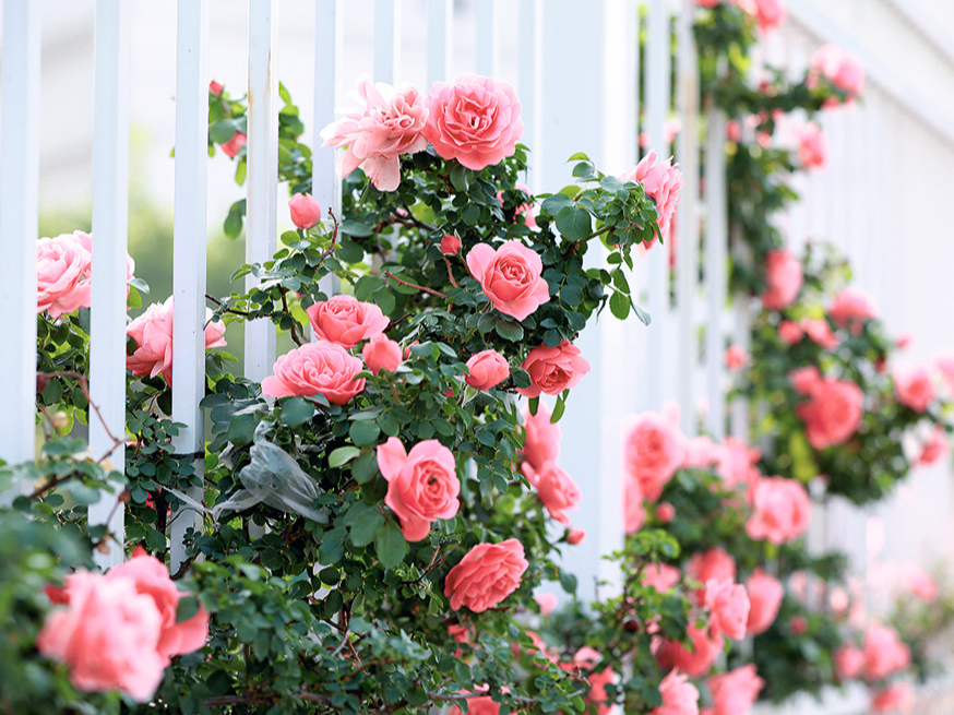 Rozes.