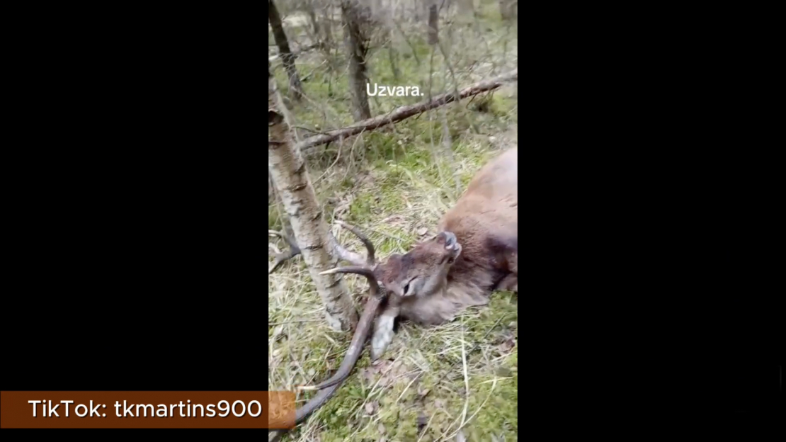TikTok tīklā kontā tkmartins900 ikviens var aplūkot video fragmentu, kurā aiz kadra esošā balss priecājas par uzvaru – uz zemes atrastu briežu bulli bez dzīvības pazīmēm.