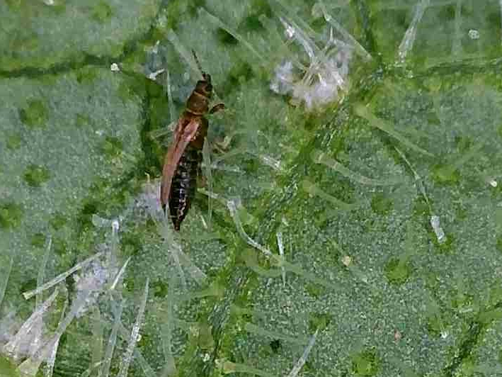 Mikroskopā - tripsis un tā kāpuri barojas ar auga lapām.