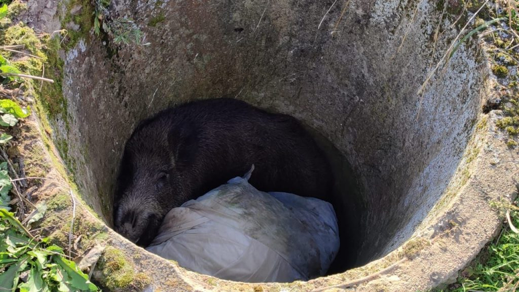 Mežakuilis meliorācijas akā.