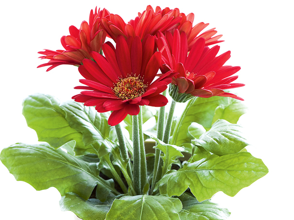 Gerbera.