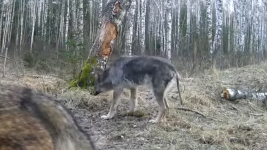 Šis vilks, visticamāk, slimo ar kašķi.