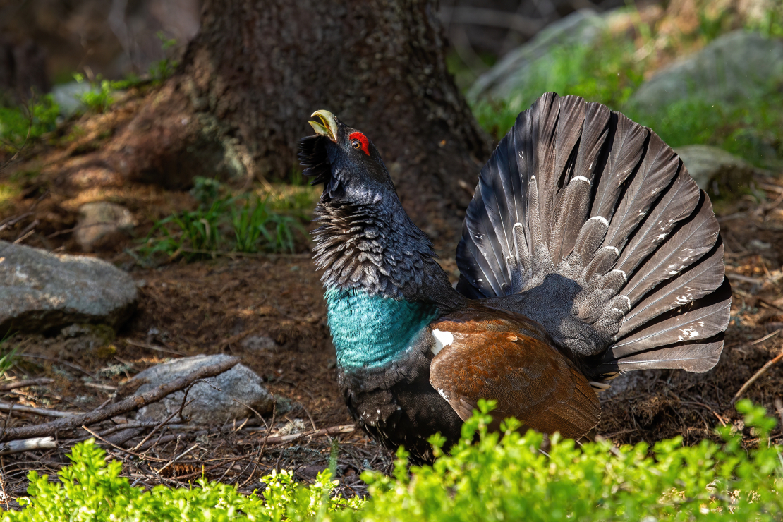 Mednis (Western capercaillie).