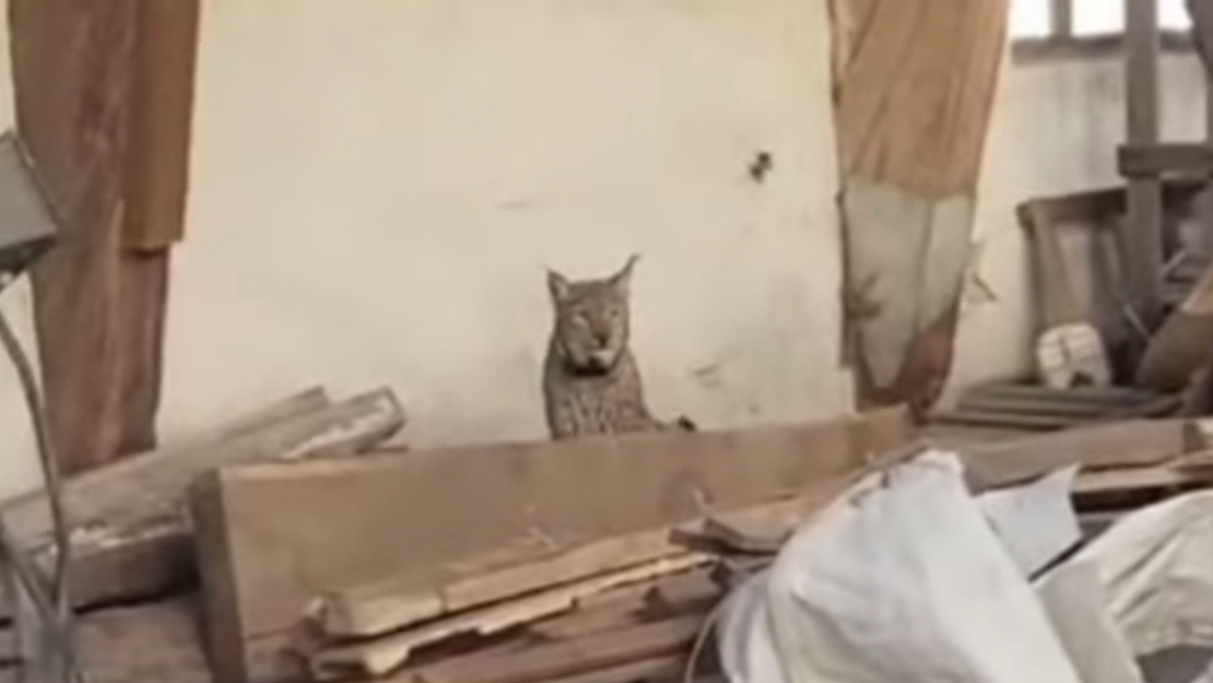 Tiktok video: apmaldījies lūsis.