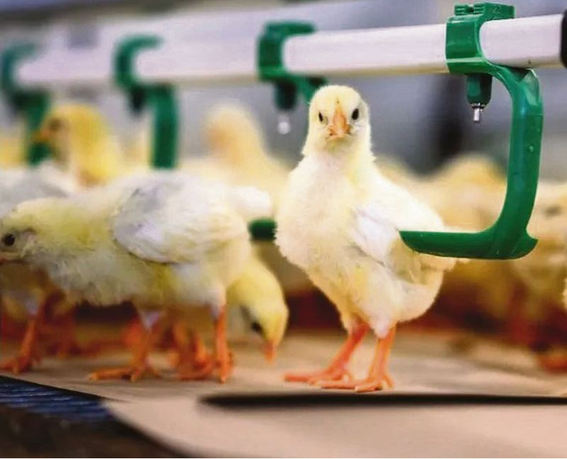 Jaunputnu novietnē ārpus sprostiem cāļi iemācoties atrast barību, ūdeni un pierod pie apstākļiem, lai pieaugot kļūtu par dējējvistām.
