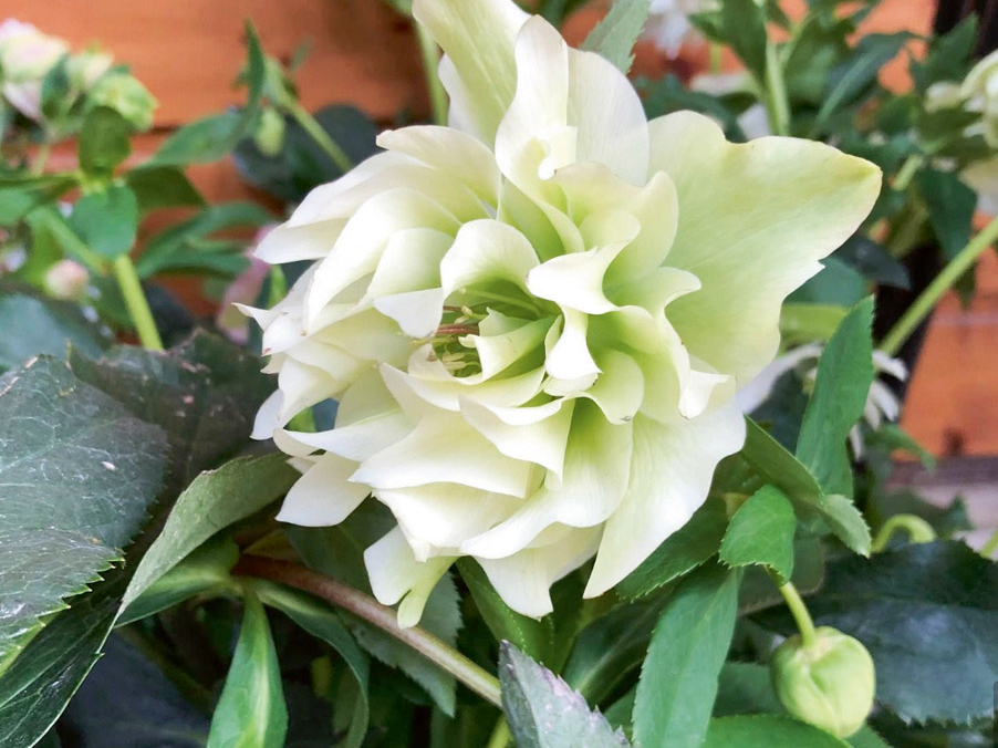 ‘Double Ellen White’