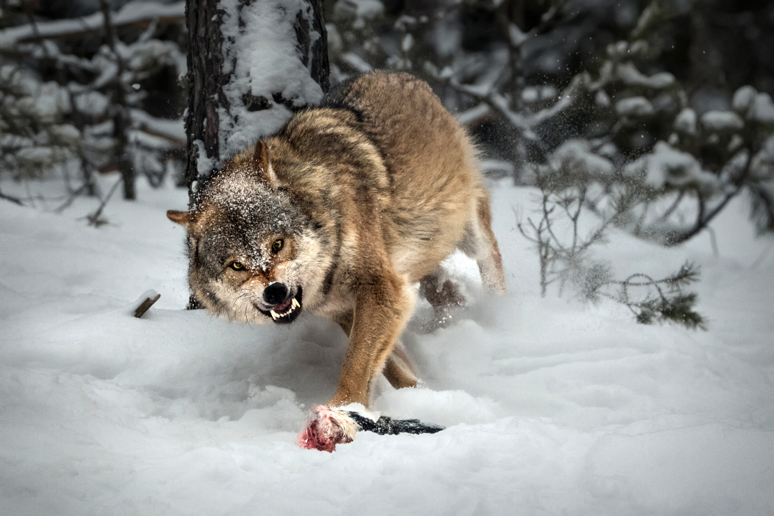 Vilks.