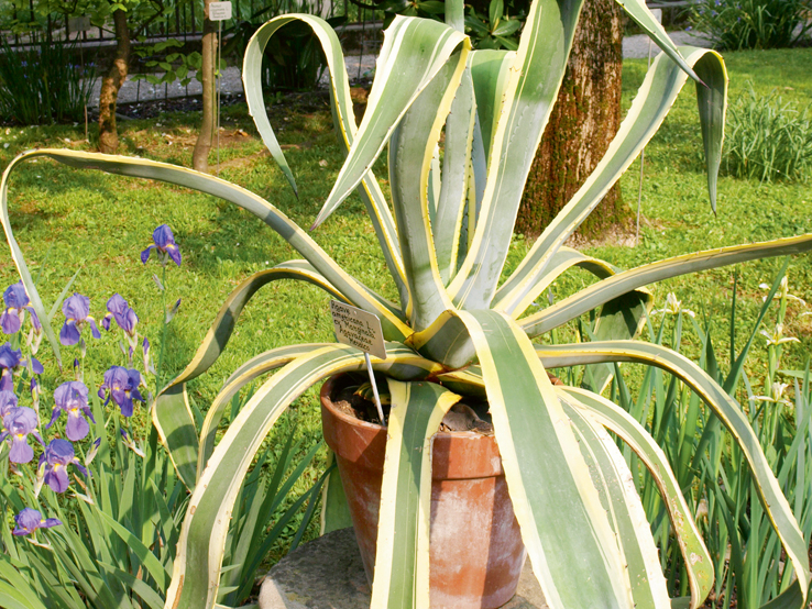 Agave.