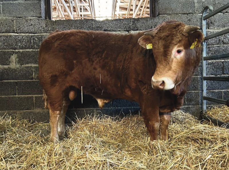 Gaļas šķirņu vaislas jaunbuļļu izsolē pārdoti 23 buļļi. Izsoles vērtīgākais bullis, par kuru nosolīta augstākā summa, pārdots par 5650 eiro.