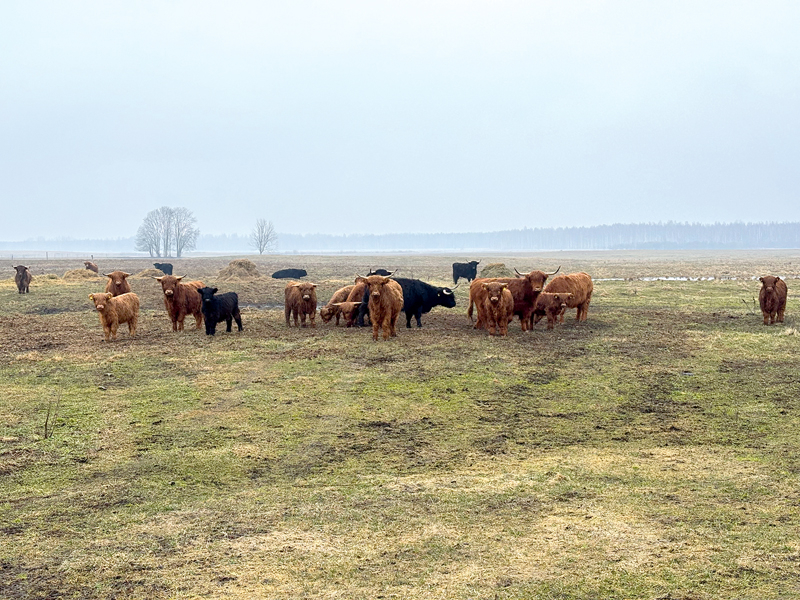 "Laduži Agro" gaļas liellopu ganāmpulkā patlaban ir aptuveni 30 galvenokārt Hailandes šķirnes dzīvnieku. Tos laiž ganībās sliktākas kvalitātes pļavās, kas citiem mērķiem nav izmantojamas.