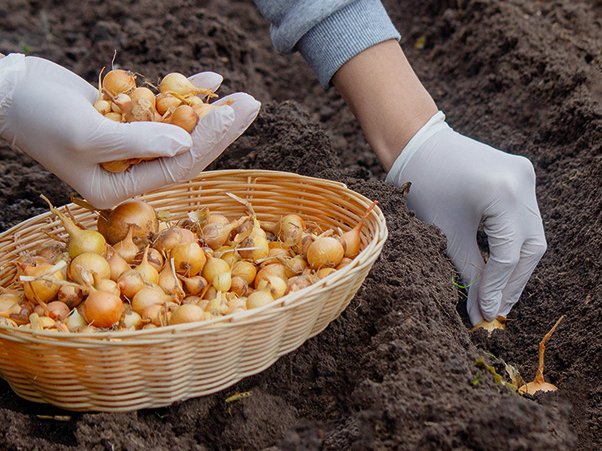 Labas ražas ieguvei sīpoli jāstāda agri pavasarī.