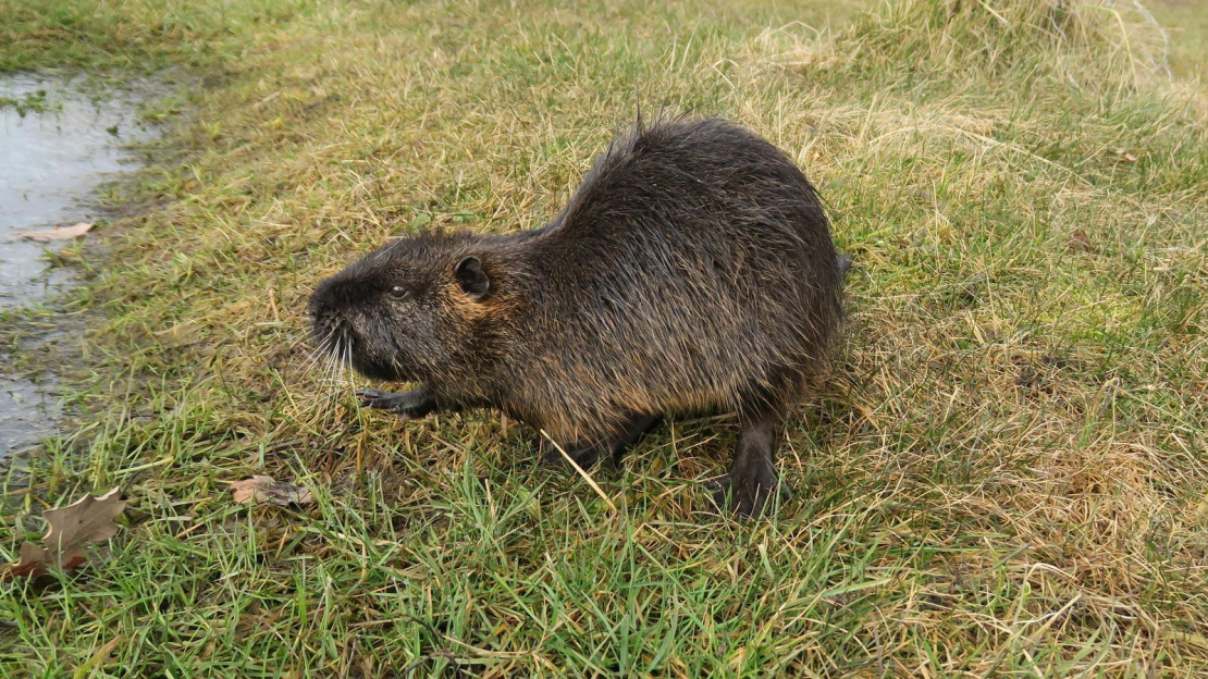 Liepājas nutrija.