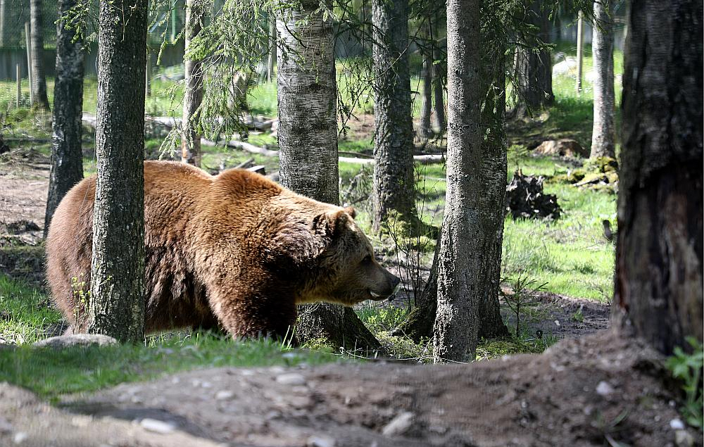 Brūnais lācis ir lielākais no Latvijas plēsējiem. Lāču mātītes svarā var sasniegt 150 kilogramus, bet lāču tēviņu svars var sasniegt 300 kg. Brūnā lāča dzīves ilgums var pārsniegt pat 30 gadu, un tam Latvijā nav dabisko ienaidnieku.